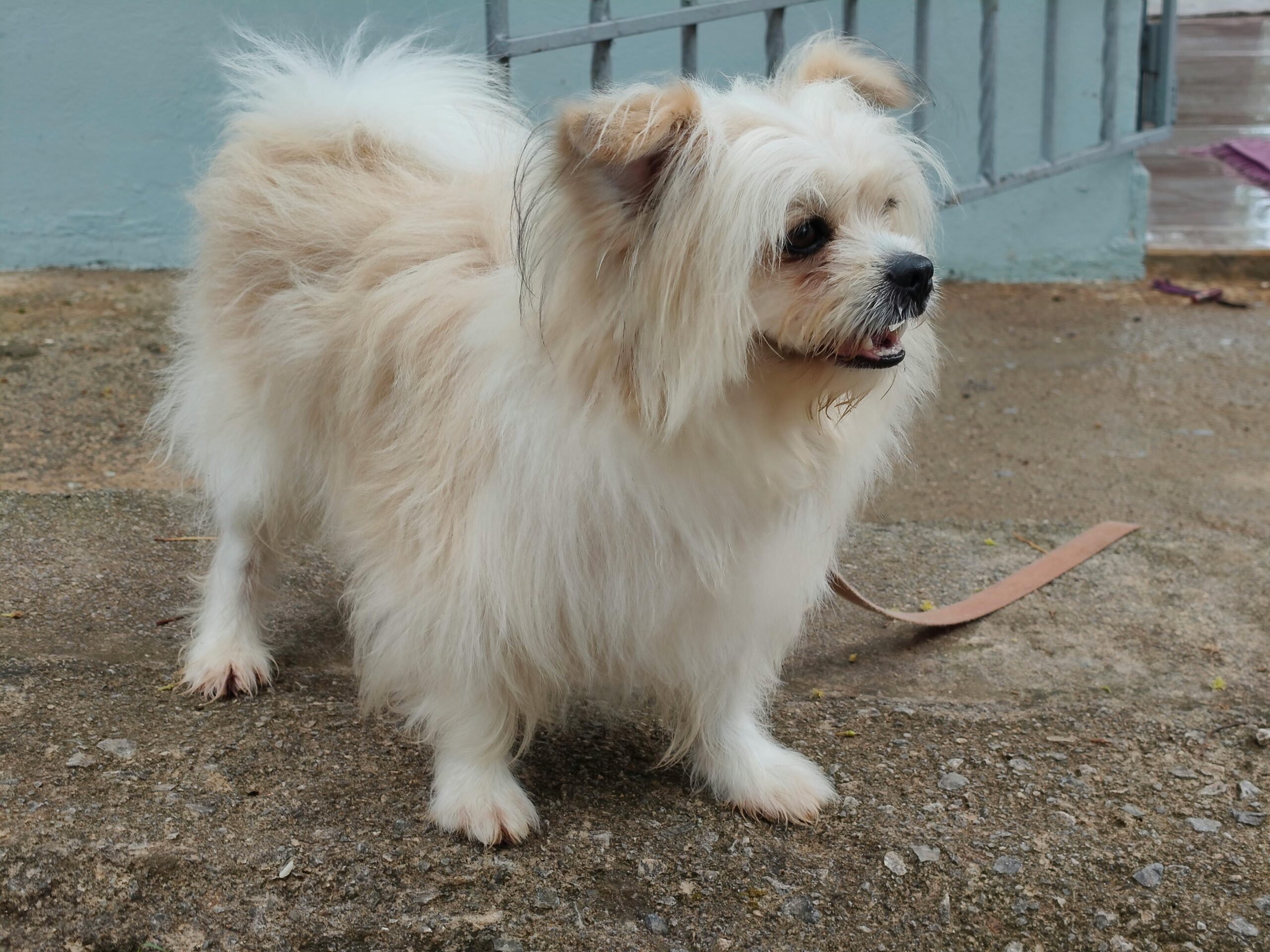 What Having a Pet Actually Means: Realistic Things to Consider